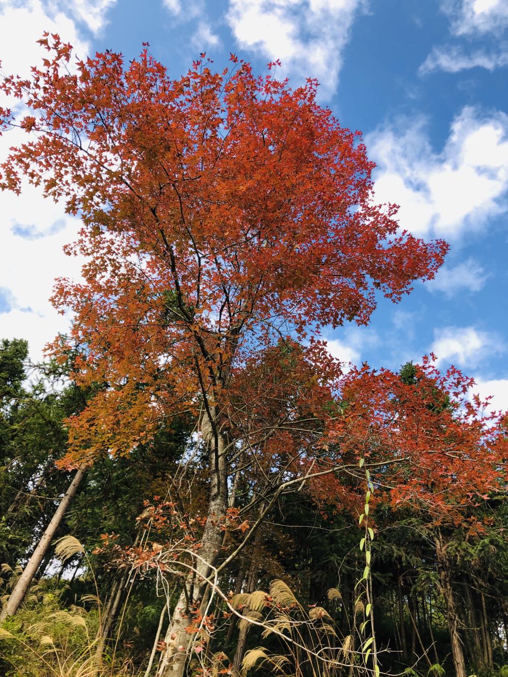 大樓村楓樹坳